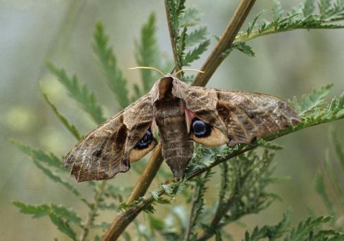 Réf. 235 590 : Smerinthus ocellata